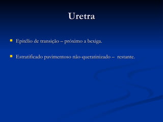 Uretra Epitélio de transição – próximo a bexiga. Estratificado pavimentoso não-queratinizado –  restante. 