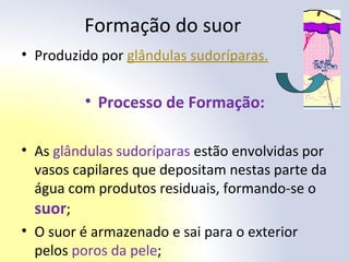 Formação do suor
• Produzido por glândulas sudoríparas.
• Processo de Formação:
• As glândulas sudoríparas estão envolvidas por
vasos capilares que depositam nestas parte da
água com produtos residuais, formando-se o
suor;
• O suor é armazenado e sai para o exterior
pelos poros da pele;
 