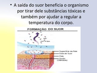 • A saída do suor beneficia o organismo
por tirar dele substâncias tóxicas e
também por ajudar a regular a
temperatura do corpo.
 