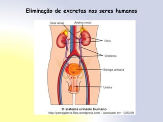 Eliminação de excretas nos seres humanos
 