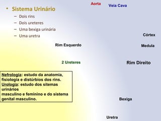• Sistema Urinário
– Dois rins
– Dois ureteres
– Uma bexiga urinária
– Uma uretra
Aorta Veia Cava
Córtex
MedulaRim Esquerdo
Rim Direito
Bexiga
Uretra
2 Ureteres
Nefrologia: estudo da anatomia,
fisiologia e distúrbios dos rins.
Urologia: estudo dos sitemas
urinários
masculino e feminino e do sistema
genital masculino.
 