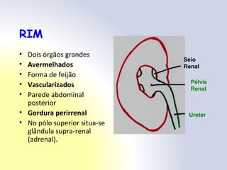 RIM
• Dois órgãos grandes
• Avermelhados
• Forma de feijão
• Vascularizados
• Parede abdominal
posterior
• Gordura perirrenal
• No pólo superior situa-se
glândula supra-renal
(adrenal).
Ureter
Pélvis
Renal
Seio
Renal
 