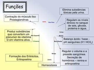 Funções
Aorta Veia Cava
Córtex
MedulaRim Esquerdo
Rim Direito
Bexiga
Uretra
2 Ureteres
Elimina substâncias
tóxicas pela urina.
Regulam os níveis
iônicos no sangue
de sais, glicose,
proteína e água.
Regular o volume e a
pressão sangüínea.
Secreção de
hormônios – renina e
eritropoetina
Homeostasia
Balanço ácido / base -
pH sanguíneo (H+
/ HC03)
Formação dos Eritrócitos.
Eritropoetina
Produz substâncias
que convertem um
precursor da vitamina
D em vitamina ativa.
Contração do músculo liso
Prostaglandinas
 