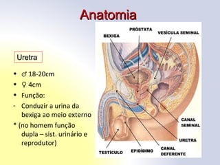 AnatomiaAnatomia
• ♂ 18-20cm
• ♀ 4cm
• Função:
- Conduzir a urina da
bexiga ao meio externo
* (no homem função
dupla – sist. urinário e
reprodutor)
UretraUretra
 