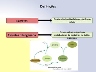 Excretas
Produto indesejável do metabolismo
celular
Definições
Excretas nitrogenada
Produtos indesejáveis do
metabolismo de proteínas ou ácidos
nucleicos.
 