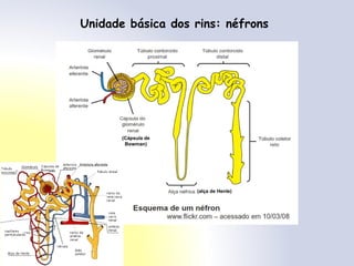 Unidade básica dos rins: néfrons
(Cápsula de
Bowman)
(alça de Henle)
 
