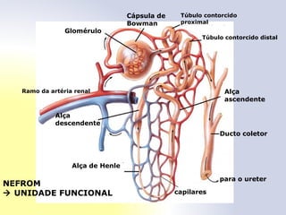 Cápsula de
Bowman
Glomérulo
Alça
descendente
Alça
ascendente
Alça de Henle
Ducto coletor
capilares
para o ureter
NEFROM
 UNIDADE FUNCIONAL
Túbulo contorcido
proximal
Túbulo contorcido distal
Ramo da artéria renal
 