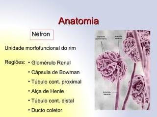AnatomiaAnatomia
NéfronNéfron
Unidade morfofuncional do rim
Regiões: • Glomérulo Renal
• Cápsula de Bowman
• Túbulo cont. proximal
• Alça de Henle
• Túbulo cont. distal
• Ducto coletor
 