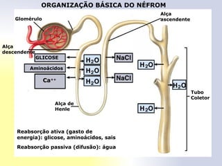Glomérulo
Alça
descendente
GLICOSE
Aminoácidos
Ca++
Tubo
Coletor
Reabsorção ativa (gasto de
energia): glicose, aminoácidos, sais
Reabsorção passiva (difusão): água
Alça
ascendente
ORGANIZAÇÃO BÁSICA DO NÉFROM
Alça de
Henle
 