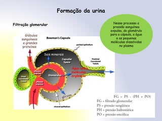 Formação da urina
Filtração glomerular
Água uréia,
moléculas
orgânicas
Sais minerais
glicose
Glóbulos
sanguíneos
e grandes
proteínas
Nesse processo a
pressão sanguínea
expulsa, do glomérulo
para a cápsula, a água
e as pequenas
moléculas dissolvidas
no plasma
 