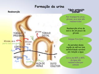 Formação da urina
Água
glicose
Glicose, aa e
parte dos sais
Glicose
e aa
Por transporte ativo,
glicose, aa e sais são
reabsorvidos
Sangue fica mais
concentrado
Cerca de 80% a 85%
da água são
reabsorvidos por
osmose
Água
Água
Água saissais
sais
Túbulo contorcido
proximal
Alça de Henle
Ramo descendente –
reabsorção de água
por osmose
Ramo ascendente –
reabsorção de sais por
transporte ativo
Túbulo contorcido
distal
Reabsorção ativa de
sais e de um pouco de
glicose
As paredes dessa
região do néfron tem
sensibilidade variável
em relação a água
Reabsorção
 
