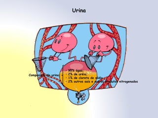 Urina
• 95% água;
• 2% de uréia;
• 1% de cloreto de sódio
• 2% outros sais e outros produtos nitrogenados
Composição da urina
 