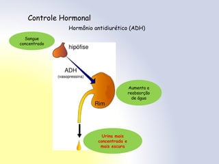 Controle Hormonal
Hormônio antidiurético (ADH)
Aumenta a
reabsorção
de água
Urina mais
concentrada e
mais escura
Sangue
concentrado
 