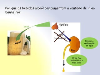 Álcool
Por que as bebidas alcoólicas aumentam a vontade de ir ao
banheiro?
Inibe
Urina fica
mais diluída e
mais clara
Diminui a
reabsorção
de água
 