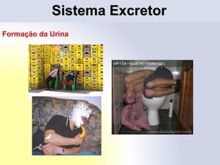 Sistema ExcretorSistema Excretor
Formação da Urina
 