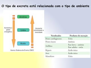 O tipo de excreta está relacionada com o tipo de ambiente
 