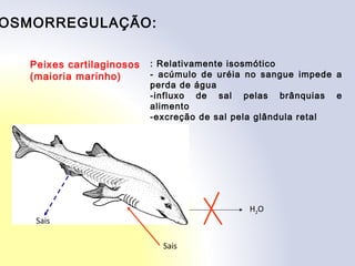 OSMORREGULAÇÃO:
Peixes cartilaginosos
(maioria marinho)
H2O
Sais
: Relativamente isosmótico
- acúmulo de uréia no sangue impede a
perda de água
-influxo de sal pelas brânquias e
alimento
-excreção de sal pela glândula retal
Sais
 