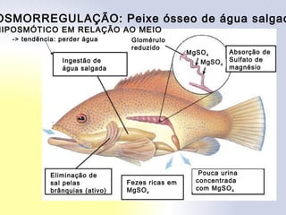 OSMORREGULAÇÃO: Peixe ósseo de água salgad
HIPOSMÓTICO EM RELAÇÃO AO MEIO
Glomérulo
reduzido
MgSO4
MgSO4
Absorção de
Sulfato de
magnésio
Pouca urina
concentrada
com MgSO4
Ingestão de
água salgada
Eliminação de
sal pelas
brânquias (ativo)
Fezes ricas em
MgSO4
-> tendência: perder água
 