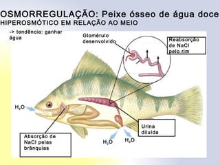 OSMORREGULAÇÃO: Peixe ósseo de água doce
HIPEROSMÓTICO EM RELAÇÃO AO MEIO
Absorção de
NaCl pelas
brânquias
Reabsorção
de NaCl
pelo rim
Glomérulo
desenvolvido
Urina
diluída
H2OH2O
H2O
-> tendência: ganhar
água
 