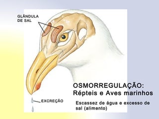 GLÂNDULA
DE SAL
EXCREÇÃO
OSMORREGULAÇÃO:
Répteis e Aves marinhos
Escassez de água e excesso de
sal (alimento)
 