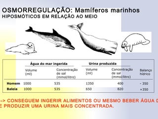 OSMORREGULAÇÃO: Mamíferos marinhos
HIPOSMÓTICOS EM RELAÇÃO AO MEIO
Água do mar ingerida Urina produzida
Volume
(ml)
Concentração
de sal
(mmol/litro)
Volume
(ml)
Concentração
de sal
(mmol/litro)
Homem 1000 535 1350 400
Baleia 1000 535 650 820
Balanço
hídrico
- 350
+350
--> CONSEGUEM INGERIR ALIMENTOS OU MESMO BEBER ÁGUA D
E PRODUZIR UMA URINA MAIS CONCENTRADA.
 