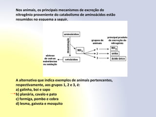 Nos animais, os principais mecanismos de excreção do
nitrogênio proveniente do catabolismo de aminoácidos estão
resumidos no esquema a seguir.
A alternativa que indica exemplos de animais pertencentes,
respectivamente, aos grupos 1, 2 e 3, é:
a) galinha, boi e sapo
b) planária, cavalo e pato
c) formiga, pombo e cobra
d) lesma, gaivota e mosquito
 