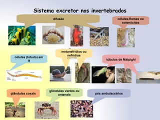 Sistema excretor nos invertebrados
Eliminamos excretas por
difusão
Eliminamos excretas por difusão células-flamas ou
solenócitos
células (túbulo) em
H
Temos
metanefridios ou
nefrídios
metanefridios ou
nefrídios
Temos túbulos de
Malpighi
Temos túbulos de
Malpighi
túbulos de Malpighi
glândulas coxais
glândulas verdes ou
antenais
Eliminamos excretas por difusãodifusão
pés ambulacrários
 