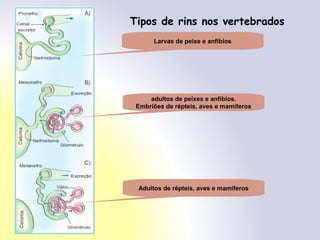 Tipos de rins nos vertebrados
Larvas de peixe e anfíbios
adultos de peixes e anfíbios.
Embriões de répteis, aves e mamíferos
Adultos de répteis, aves e mamíferos
 