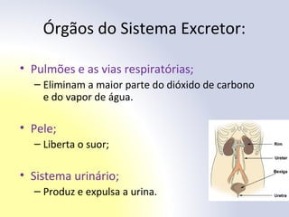 Órgãos do Sistema Excretor:
• Pulmões e as vias respiratórias;
– Eliminam a maior parte do dióxido de carbono
e do vapor de água.
• Pele;
– Liberta o suor;
• Sistema urinário;
– Produz e expulsa a urina.
 