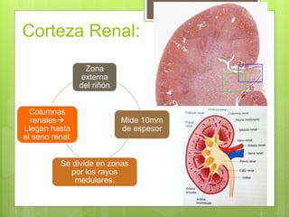 Histologia Sistema Urinario | PPTX