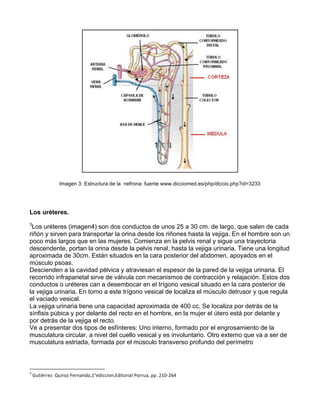 Imagen 3: Estructura de la nefrona: fuente www.dicciomed.es/php/diccio.php?id=3233
Los uréteres.
3
Los uréteres (imagen4) son dos conductos de unos 25 a 30 cm. de largo, que salen de cada
riñón y sirven para transportar la orina desde los riñones hasta la vejiga. En el hombre son un
poco más largos que en las mujeres. Comienza en la pelvis renal y sigue una trayectoria
descendente, portan la orina desde la pelvis renal, hasta la vejiga urinaria. Tiene una longitud
aproximada de 30cm. Están situados en la cara posterior del abdomen, apoyados en el
músculo psoas.
Descienden a la cavidad pélvica y atraviesan el espesor de la pared de la vejiga urinaria. El
recorrido infraparietal sirve de válvula con mecanismos de contracción y relajación. Estos dos
conductos o uréteres can a desembocar en el trígono vesical situado en la cara posterior de
la vejiga urinaria. En torno a este trígono vesical de localiza el músculo detrusor y que regula
el vaciado vesical.
La vejiga urinaria tiene una capacidad aproximada de 400 cc. Se localiza por detrás de la
sínfisis púbica y por delante del recto en el hombre, en la mujer el útero está por delante y
por detrás de la vejiga el recto.
Ve a presentar dos tipos de esfínteres: Uno interno, formado por el engrosamiento de la
musculatura circular, a nivel del cuello vesical y es involuntario. Otro externo que va a ser de
musculatura estriada, formada por el músculo transverso profundo del perímetro
	
  	
  	
  	
  	
  	
  	
  	
  	
  	
  	
  	
  	
  	
  	
  	
  	
  	
  	
  	
  	
  	
  	
  	
  	
  	
  	
  	
  	
  	
  	
  	
  	
  	
  	
  	
  	
  	
  	
  	
  	
  	
  	
  	
  	
  	
  	
  	
  	
  	
  	
  	
  	
  	
  	
  	
  	
  	
  	
  	
  	
  
3
	
  Gutiérrez	
  	
  Quiroz	
  Fernando,1°ediccion,Editorial	
  Porrua,	
  pp.	
  210-­‐264	
  
 