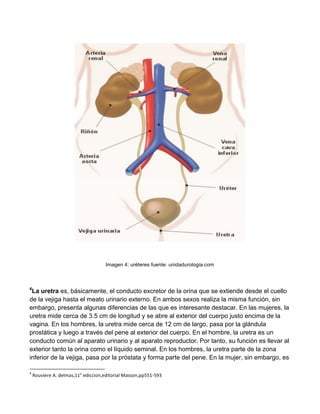 Imagen 4: uréteres fuente: unidadurologia.com
4
La uretra es, básicamente, el conducto excretor de la orina que se extiende desde el cuello
de la vejiga hasta el meato urinario externo. En ambos sexos realiza la misma función, sin
embargo, presenta algunas diferencias de las que es interesante destacar. En las mujeres, la
uretra mide cerca de 3.5 cm de longitud y se abre al exterior del cuerpo justo encima de la
vagina. En los hombres, la uretra mide cerca de 12 cm de largo, pasa por la glándula
prostática y luego a través del pene al exterior del cuerpo. En el hombre, la uretra es un
conducto común al aparato urinario y al aparato reproductor. Por tanto, su función es llevar al
exterior tanto la orina como el líquido seminal. En los hombres, la uretra parte de la zona
inferior de la vejiga, pasa por la próstata y forma parte del pene. En la mujer, sin embargo, es
	
  	
  	
  	
  	
  	
  	
  	
  	
  	
  	
  	
  	
  	
  	
  	
  	
  	
  	
  	
  	
  	
  	
  	
  	
  	
  	
  	
  	
  	
  	
  	
  	
  	
  	
  	
  	
  	
  	
  	
  	
  	
  	
  	
  	
  	
  	
  	
  	
  	
  	
  	
  	
  	
  	
  	
  	
  	
  	
  	
  	
  
4
	
  Rouviere	
  A.	
  delmas,11°	
  ediccion,editorial	
  Masson,pp551-­‐593	
  
 