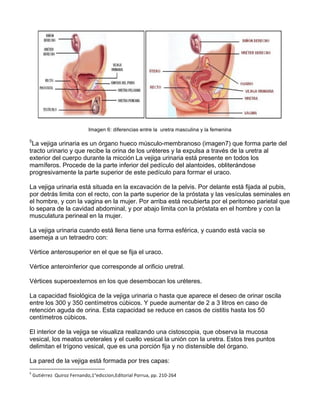 Imagen 6: diferencias entre la uretra masculina y la femenina
5
La vejiga urinaria es un órgano hueco músculo-membranoso (imagen7) que forma parte del
tracto urinario y que recibe la orina de los uréteres y la expulsa a través de la uretra al
exterior del cuerpo durante la micción	
  La vejiga urinaria está presente en todos los
mamíferos. Procede de la parte inferior del pedículo del alantoides, obliterándose
progresivamente la parte superior de este pedículo para formar el uraco.
La vejiga urinaria está situada en la excavación de la pelvis. Por delante está fijada al pubis,
por detrás limita con el recto, con la parte superior de la próstata y las vesículas seminales en
el hombre, y con la vagina en la mujer. Por arriba está recubierta por el peritoneo parietal que
lo separa de la cavidad abdominal, y por abajo limita con la próstata en el hombre y con la
musculatura perineal en la mujer.
La vejiga urinaria cuando está llena tiene una forma esférica, y cuando está vacía se
asemeja a un tetraedro con:
Vértice anterosuperior en el que se fija el uraco.
Vértice anteroinferior que corresponde al orificio uretral.
Vértices superoexternos en los que desembocan los uréteres.
La capacidad fisiológica de la vejiga urinaria o hasta que aparece el deseo de orinar oscila
entre los 300 y 350 centímetros cúbicos. Y puede aumentar de 2 a 3 litros en caso de
retención aguda de orina. Esta capacidad se reduce en casos de cistitis hasta los 50
centímetros cúbicos.
El interior de la vejiga se visualiza realizando una cistoscopia, que observa la mucosa
vesical, los meatos ureterales y el cuello vesical la unión con la uretra. Estos tres puntos
delimitan el trígono vesical, que es una porción fija y no distensible del órgano.
La pared de la vejiga está formada por tres capas:
	
  	
  	
  	
  	
  	
  	
  	
  	
  	
  	
  	
  	
  	
  	
  	
  	
  	
  	
  	
  	
  	
  	
  	
  	
  	
  	
  	
  	
  	
  	
  	
  	
  	
  	
  	
  	
  	
  	
  	
  	
  	
  	
  	
  	
  	
  	
  	
  	
  	
  	
  	
  	
  	
  	
  	
  	
  	
  	
  	
  	
  
5
	
  Gutiérrez	
  	
  Quiroz	
  Fernando,1°ediccion,Editorial	
  Porrua,	
  pp.	
  210-­‐264	
  
 