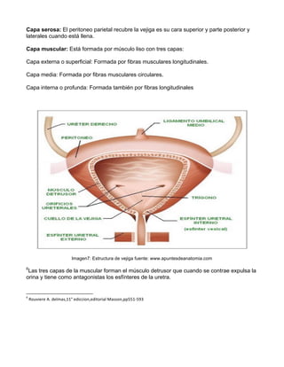 Capa serosa: El peritoneo parietal recubre la vejiga es su cara superior y parte posterior y
laterales cuando está llena.
Capa muscular: Está formada por músculo liso con tres capas:
Capa externa o superficial: Formada por fibras musculares longitudinales.
Capa media: Formada por fibras musculares circulares.
Capa interna o profunda: Formada también por fibras longitudinales
Imagen7: Estructura de vejiga fuente: www.apuntesdeanatomia.com
6
Las tres capas de la muscular forman el músculo detrusor que cuando se contrae expulsa la
orina y tiene como antagonistas los esfínteres de la uretra.
	
  	
  	
  	
  	
  	
  	
  	
  	
  	
  	
  	
  	
  	
  	
  	
  	
  	
  	
  	
  	
  	
  	
  	
  	
  	
  	
  	
  	
  	
  	
  	
  	
  	
  	
  	
  	
  	
  	
  	
  	
  	
  	
  	
  	
  	
  	
  	
  	
  	
  	
  	
  	
  	
  	
  	
  	
  	
  	
  	
  	
  
6
	
  Rouviere	
  A.	
  delmas,11°	
  ediccion,editorial	
  Masson,pp551-­‐593	
  
	
  
	
  
	
  
 