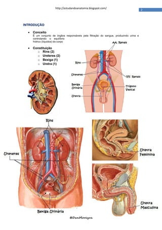 http://estudandoanatomia.blogspot.com/
                                                                                          2




INTRODUÇÃO

     Conceito
      É um conjunto de órgãos responsáveis pela filtração do sangue, produzindo urina e
      controlando o equilíbrio
      hídrico (líquidos) do corpo

     Constituição
        o Rins (2)
        o Ureteres (2)
        o Bexiga (1)
        o Uretra (1)




                                  @DanMoreyra
 