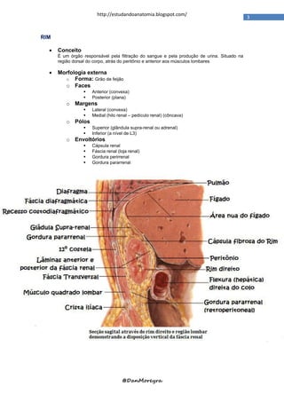 http://estudandoanatomia.blogspot.com/
                                                                                             3


RIM

     Conceito
      É um órgão responsável pela filtração do sangue e pela produção de urina. Situado na
      região dorsal do corpo, atrás do peritônio e anterior aos músculos lombares

     Morfologia externa
        o Forma: Grão de feijão
        o Faces
                    Anterior (convexa)
                    Posterior (plana)
         o Margens
                    Lateral (convexa)
                    Medial (hilo renal – pedículo renal) (côncava)
         o Pólos
                    Superior (glândula supra-renal ou adrenal)
                    Inferior (a nível de L3)
         o Envoltórios
                    Cápsula renal
                    Fáscia renal (loja renal)
                    Gordura perirrenal
                    Gordura pararrenal




                                    @DanMoreyra
 