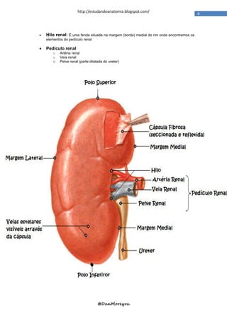 http://estudandoanatomia.blogspot.com/
                                                                                          4




   Hilo renal: É uma fenda situada na margem (borda) medial do rim onde encontramos os
    elementos do pedículo renal

   Pedículo renal
        o   Artéria renal
        o   Veia renal
        o   Pelve renal (parte dilatada do ureter)




                                    @DanMoreyra
 