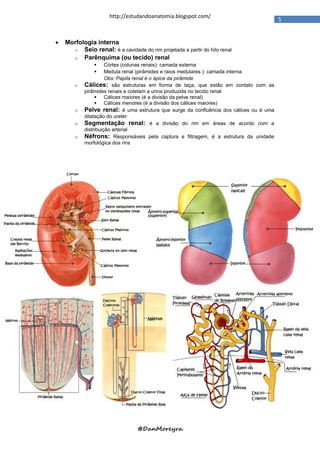http://estudandoanatomia.blogspot.com/
                                                                                        5


   Morfologia interna
      o Seio renal: é a cavidade do rim projetada a partir do hilo renal
      o Parênquima (ou tecido) renal
                    Córtex (colunas renais): camada externa
                    Medula renal (pirâmides e raios medulares ): camada interna
                     Obs: Papila renal é o ápice da pirâmide
       o   Cálices: são estruturas em forma de taça, que estão em contato com as
           pirâmides renais e coletam a urina produzida no tecido renal
                 Cálices maiores (é a divisão da pelve renal)
                 Cálices menores (é a divisão dos cálices maiores)
       o   Pelve renal: é uma estrutura que surge da confluência dos cálices ou é uma
           dilatação do ureter
       o   Segmentação renal: é a divisão do rim em áreas de acordo com a
           distribuição arterial
       o   Néfrons: Responsáveis pela captura e filtragem, é a estrutura da unidade
           morfológica dos rins




                                 @DanMoreyra
 
