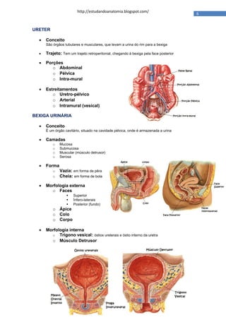 http://estudandoanatomia.blogspot.com/
                                                                                       6


URETER

     Conceito
      São órgãos tubulares e musculares, que levam a urina do rim para a bexiga

     Trajeto: Tem um trajeto retroperitonial, chegando à bexiga pela face posterior

     Porções
         o Abdominal
         o Pélvica
         o Intra-mural

     Estreitamentos
         o Uretro-pélvico
         o Arterial
         o Intramural (vesical)

BEXIGA URINÁRIA

     Conceito
      É um órgão cavitário, situado na cavidade pélvica, onde é armazenada a urina

     Camadas
          o   Mucosa
          o   Submucosa
          o   Muscular (músculo detrusor)
          o   Serosa

     Forma
          o   Vazia: em forma de pêra
          o   Cheia: em forma de bola

     Morfologia externa
        o Faces
                     Superior
                     Ínfero-laterais
                     Posterior (fundo)
          o Ápice
          o Colo
          o Corpo

     Morfologia interna
        o Trígono vesical: óstios ureterais e óstio interno da uretra
        o Músculo Detrusor




                                     @DanMoreyra
 