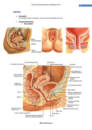 http://estudandoanatomia.blogspot.com/
                                                                          8


URETRA

     Conceito
      É um órgão tubular e muscular, que serve para eliminação da urina

     Comportamentos
        o Na mulher




                                    @DanMoreyra
 