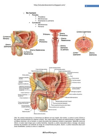 http://estudandoanatomia.blogspot.com/
                                                                                                             9


             o No homem
                         Porções
                              Prostática
                              Membranosa
                              Esponjosa ou peniana
                         Curvaturas
                              Membranosa
                              Peniana




Obs: As uretras masculinas e a femininas se diferem em seu trajeto. Na mulher, a uretra é curta (3,8cm) e
faz parte exclusivamente do sistema urinário. Seu óstio externo localiza-se anteriormente à vagina e entre
os lábios menores. Já no homem, a uretra faz parte dos sistemas urinário e reprodutor. Medindo cerca de
20cm, é muito mais longa que a uretra feminina. Quando a uretra masculina deixa a bexiga, ela passa
através da próstata e se estende ao longo do comprimento do pênis. Assim, a uretra masculina atua com
duas finalidades: conduz a urina e o esperma.



                                          @DanMoreyra
 