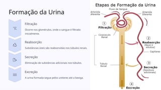 Sistema Urinário Estrutura e Funcoes.pptx