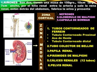 1.RIÑONES: Son dos, tienen una masa de 150grs., 10cm largo,
7cm ancho, por el hilio renal entra la arteria y sale la vena
renal, están detrás del abdomen, fabrica la orina y presenta
ZONA
CORTICAL
Z
O
N
A
M
E
D
U
L
A
R
1. NEFRONES
2.GLOMERULO DE MALPIGHI
3.CAPSULA DE BOWMAN
1. TUBOS CONTORNEADOS DE
FERREIN
• Tubulo Contorneado Proximal
• Asa de Henle
• Tubulo Contorneado distal
2.TUBO COLECTOR DE BELLINI
3.PAPILA RENAL
4.PIRÁMIDES DE MALPIGHI
5.CÁLICES RENALES (12 tubos)
6.PELVIS RENAL
 
