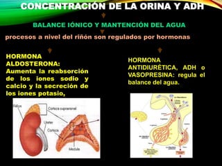procesos a nivel del riñón son regulados por hormonas
HORMONA
ALDOSTERONA:
Aumenta la reabsorción
de los iones sodio y
calcio y la secreción de
los iones potasio,
BALANCE IÓNICO Y MANTENCIÓN DEL AGUA
CONCENTRACIÓN DE LA ORINA Y ADH
HORMONA
ANTIDIURÉTICA, ADH o
VASOPRESINA: regula el
balance del agua.
 