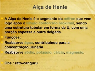 Alça de Henle A Alça de Henle é o segmento do  néfron  que vem logo após o  túbulo contorcido proximal , sendo uma estrutura tubular em forma de U, com uma porção espessa e outra delgada.  Funções: Reabsorve  água , contribuindo para a concentração urinária  Reabsorve  sódio ,  potássio ,  cálcio ,  magnésio .  Obs.: rato-canguru 