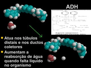 ADH Atua nos túbulos distais e nos ductos coletores Aumentam a reabsorção de água quando falta líquido no organismo  