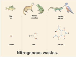 Nitrogenous wastes. 