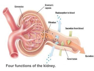 Four functions of the kidney. 