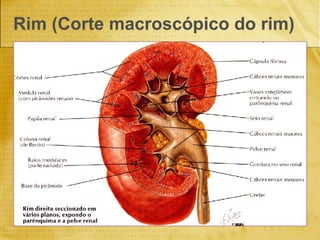 Rim (Corte macroscópico do rim) 