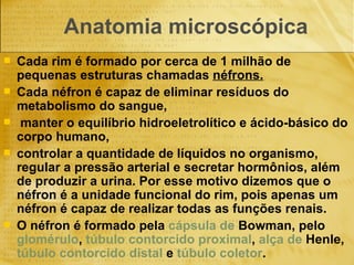Anatomia microscópica Cada rim é formado por cerca de 1 milhão de pequenas estruturas chamadas  néfrons.   Cada néfron é capaz de eliminar resíduos do metabolismo do sangue, manter o equilíbrio hidroeletrolítico e ácido-básico do corpo humano,  controlar a quantidade de líquidos no organismo, regular a pressão arterial e secretar hormônios, além de produzir a urina. Por esse motivo dizemos que o néfron é a unidade funcional do rim, pois apenas um néfron é capaz de realizar todas as funções renais. O néfron é formado pela  cápsula de  Bowman , pelo  glomérulo ,  túbulo contorcido proximal ,  alça de  Henle ,  túbulo contorcido distal  e  túbulo coletor . 